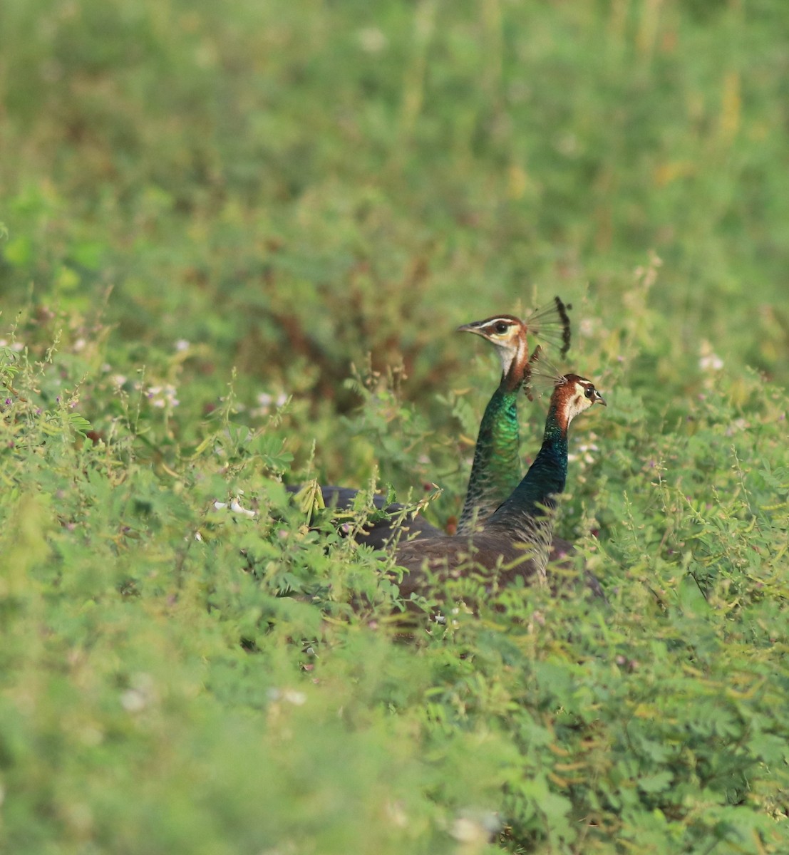Pfau - ML638940608