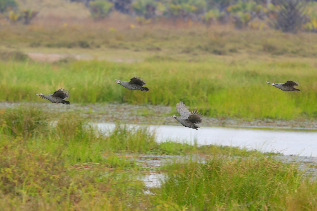 Helmeted Guineafowl (Reichenow's) - ML638940617