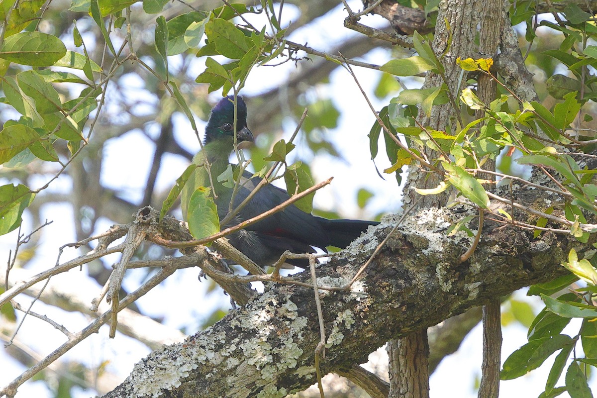 Purple-crested Turaco - ML638940632
