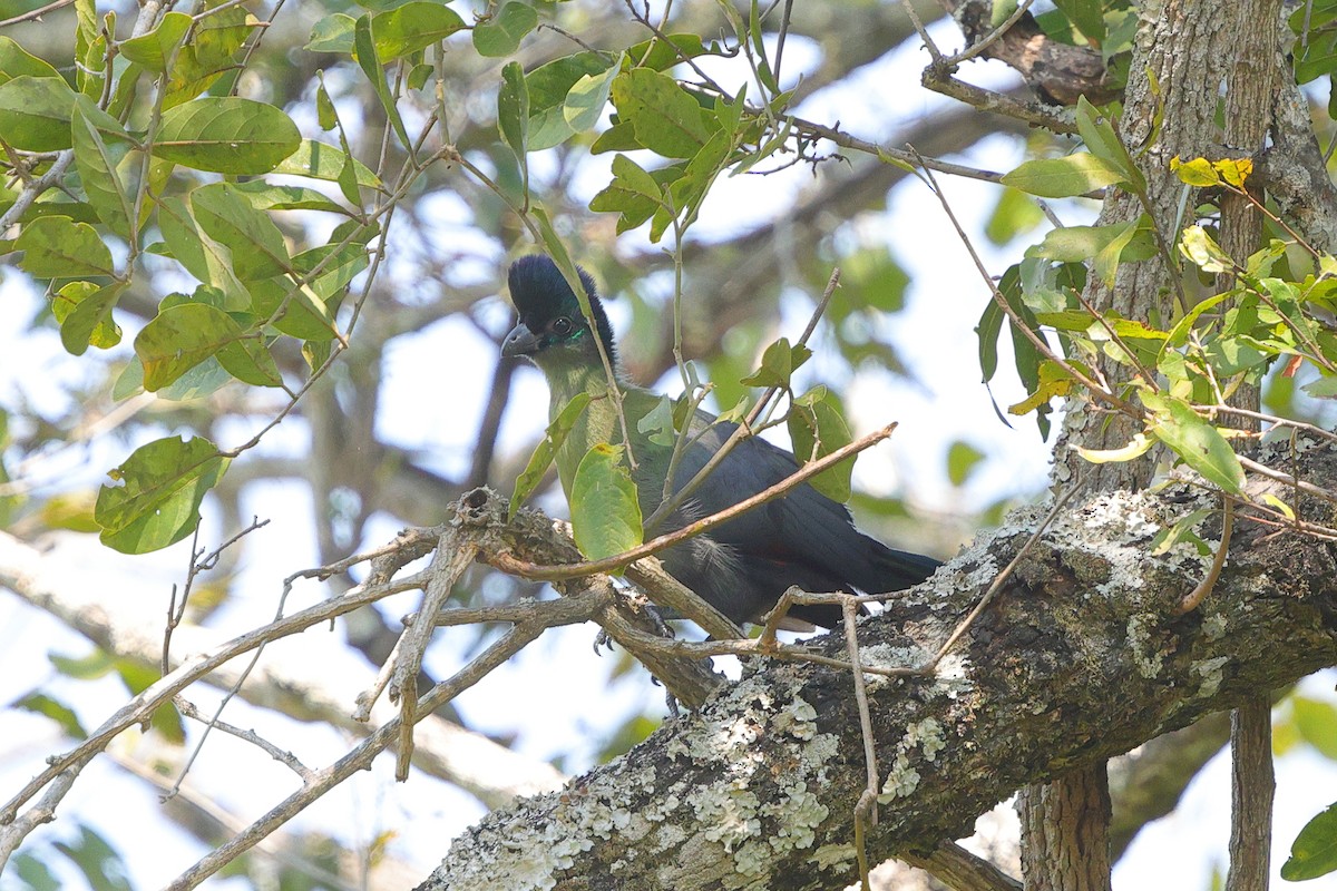 Purple-crested Turaco - ML638940633