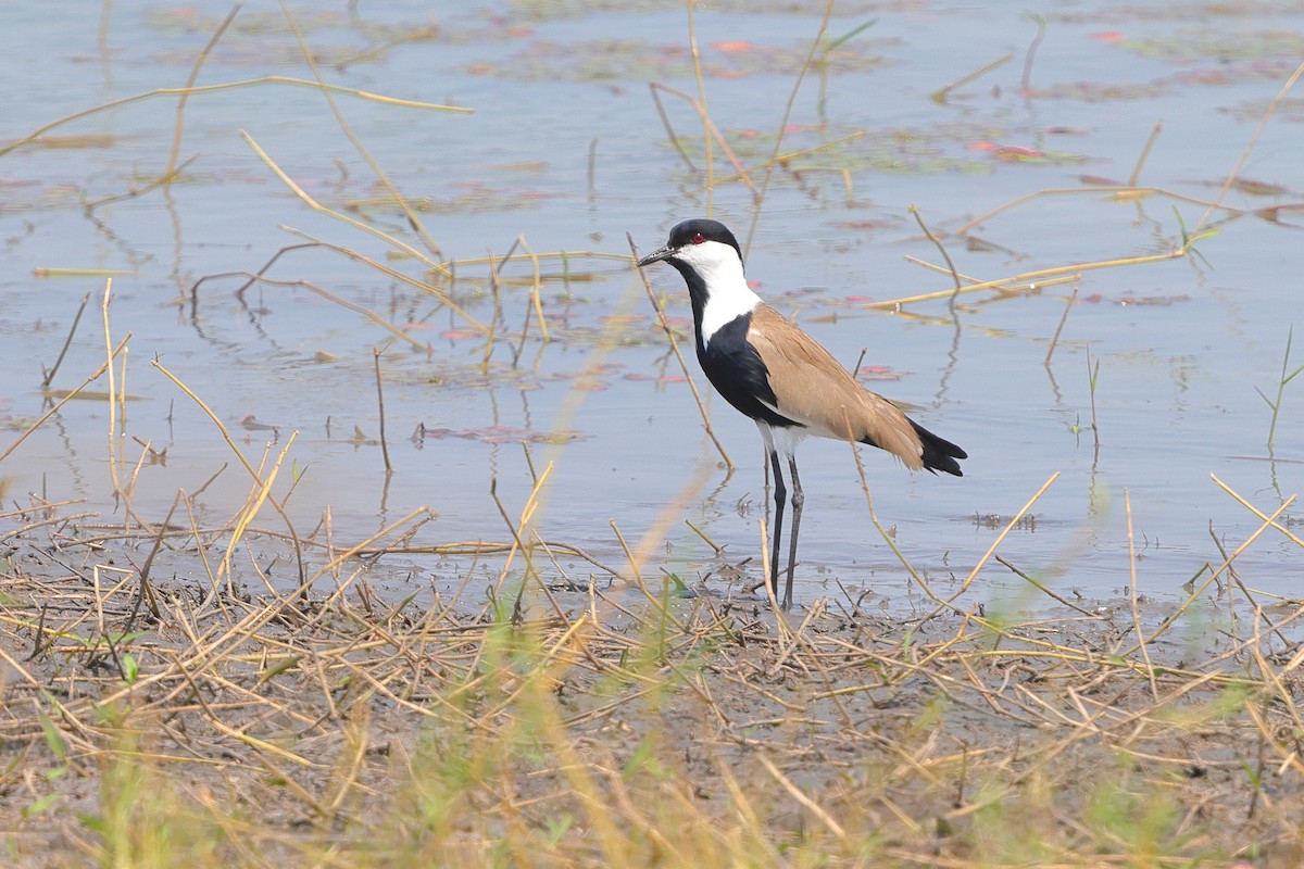 Spur-winged Lapwing - ML638940640