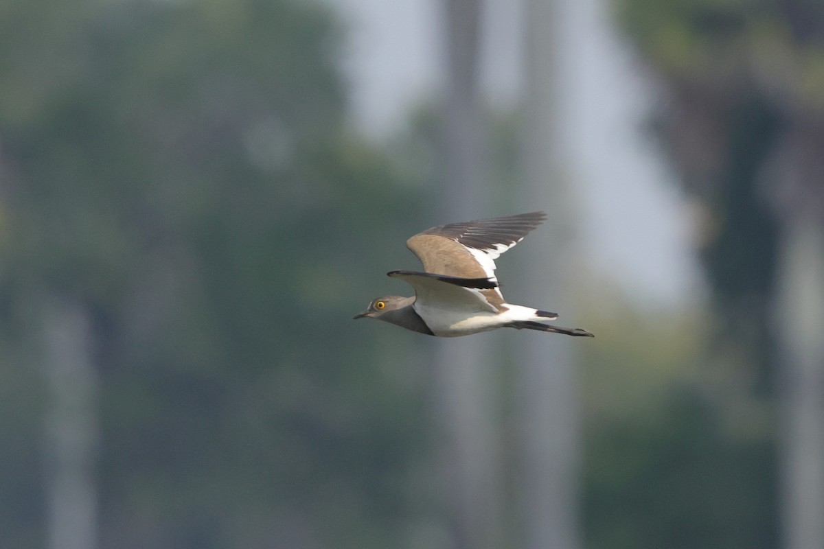 Senegal Lapwing - ML638940668