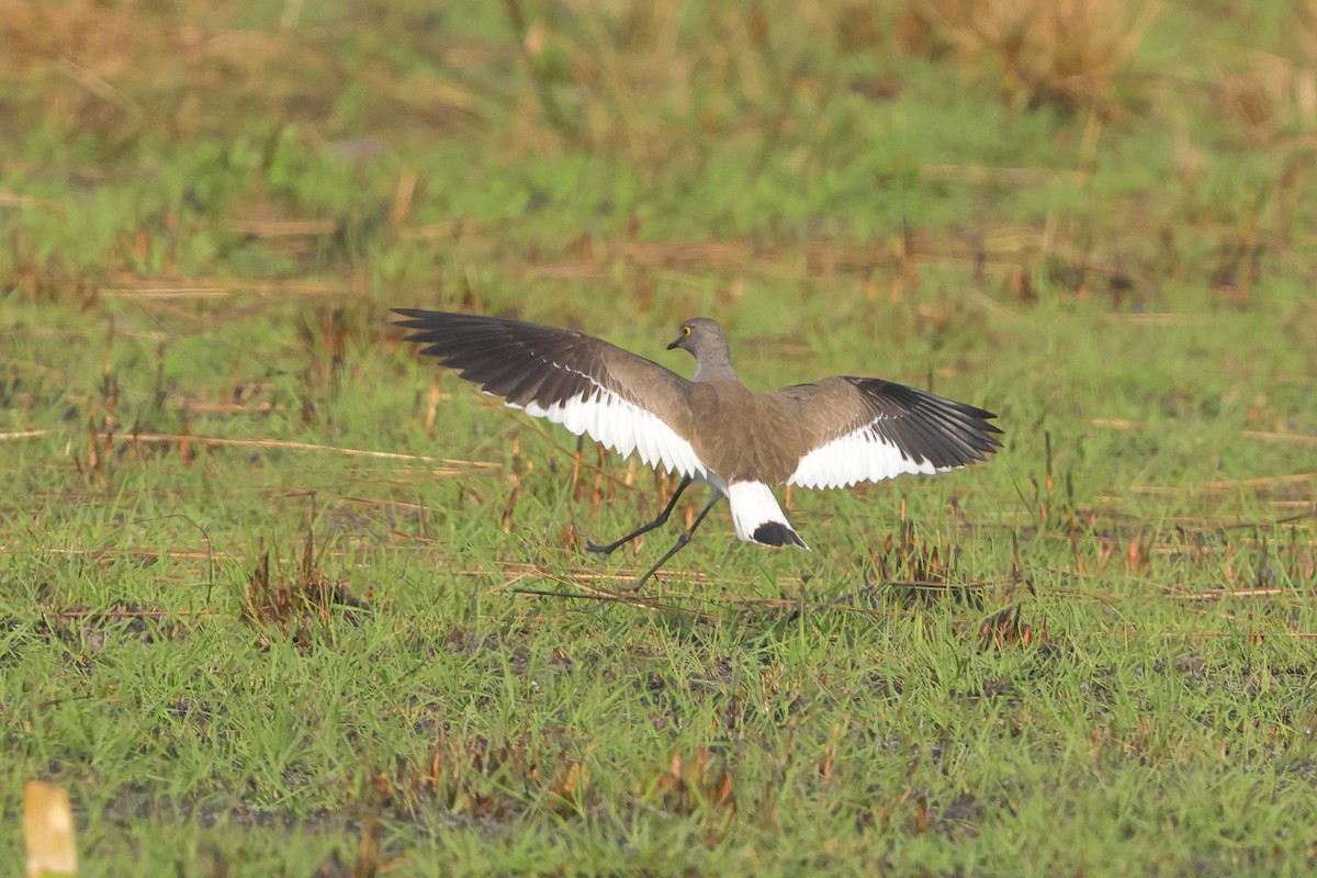 Senegal Lapwing - ML638940669