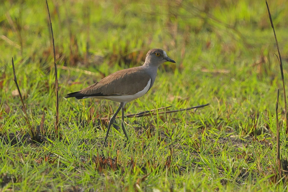 Senegal Lapwing - ML638940670