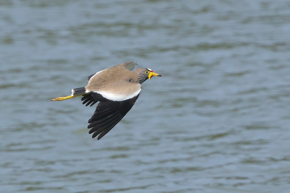 Wattled Lapwing - ML638940684
