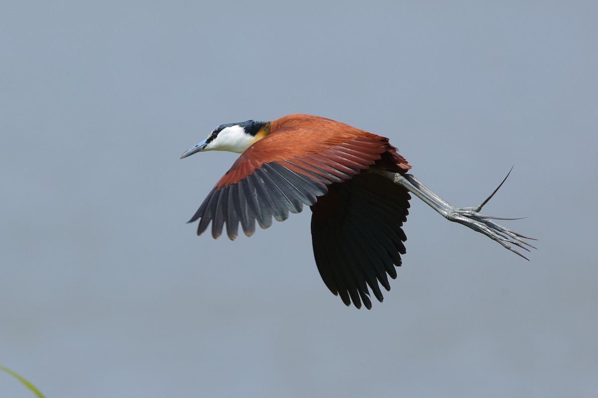African Jacana - ML638940689