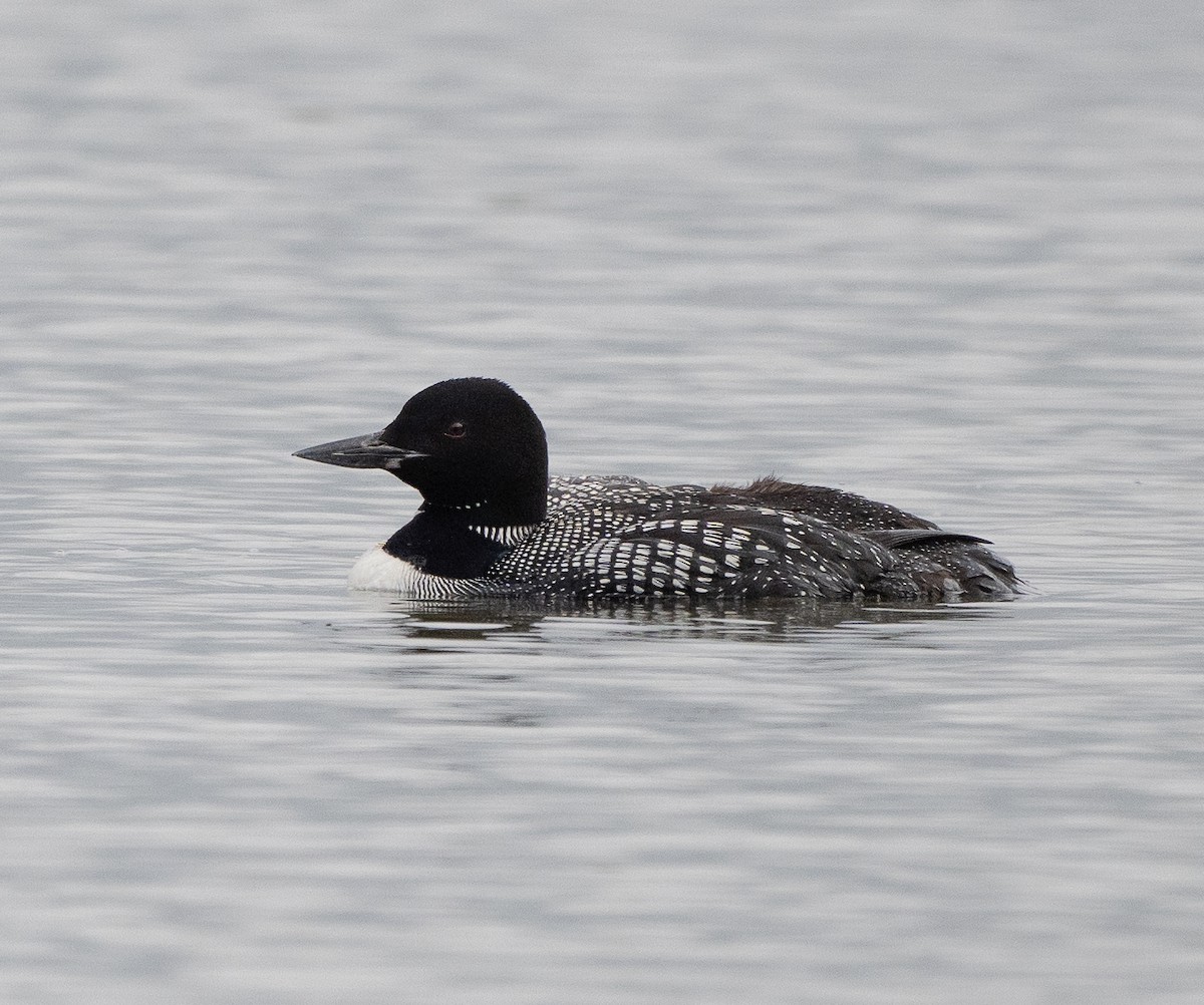 Common Loon - ML638940702