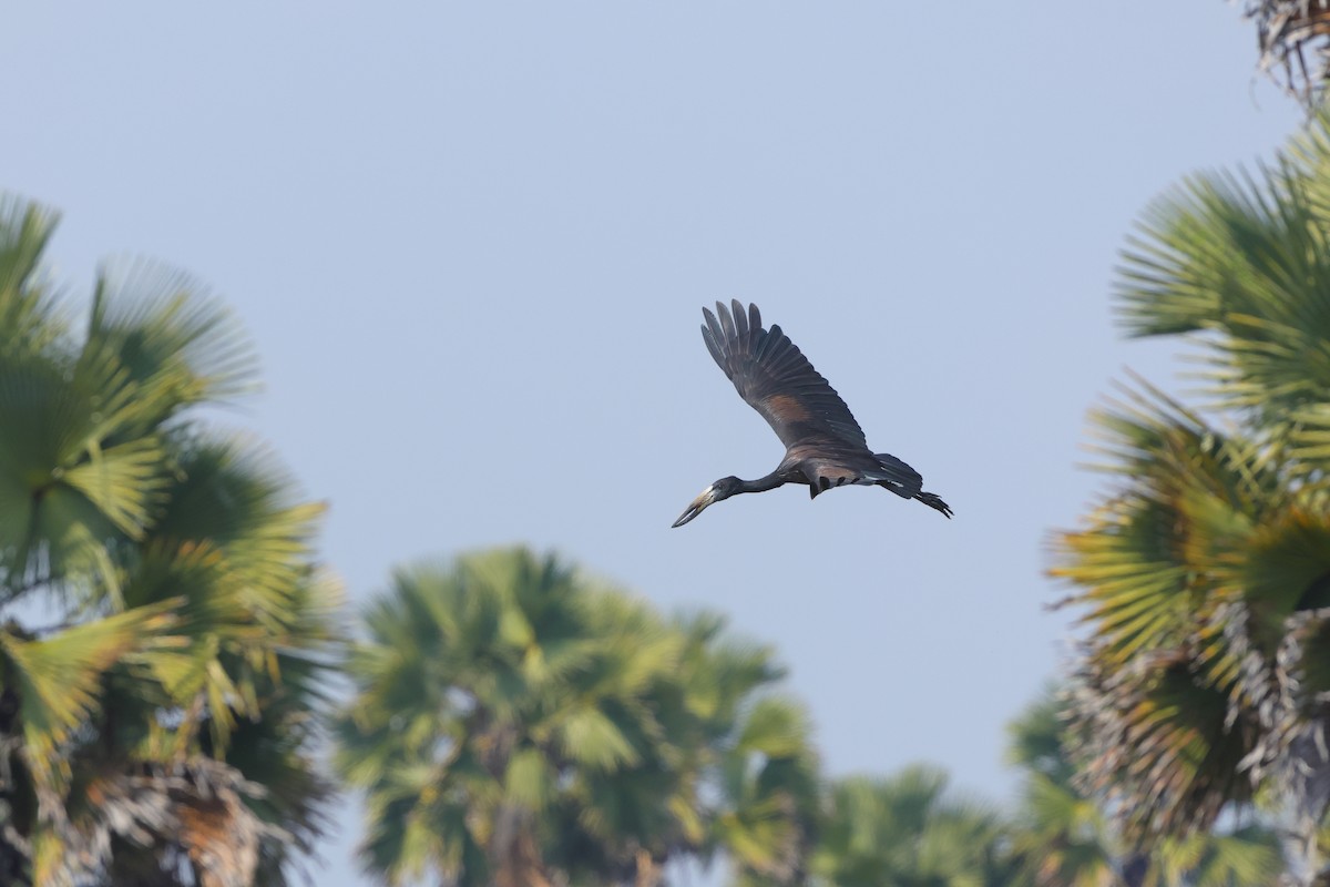 African Openbill - ML638940703