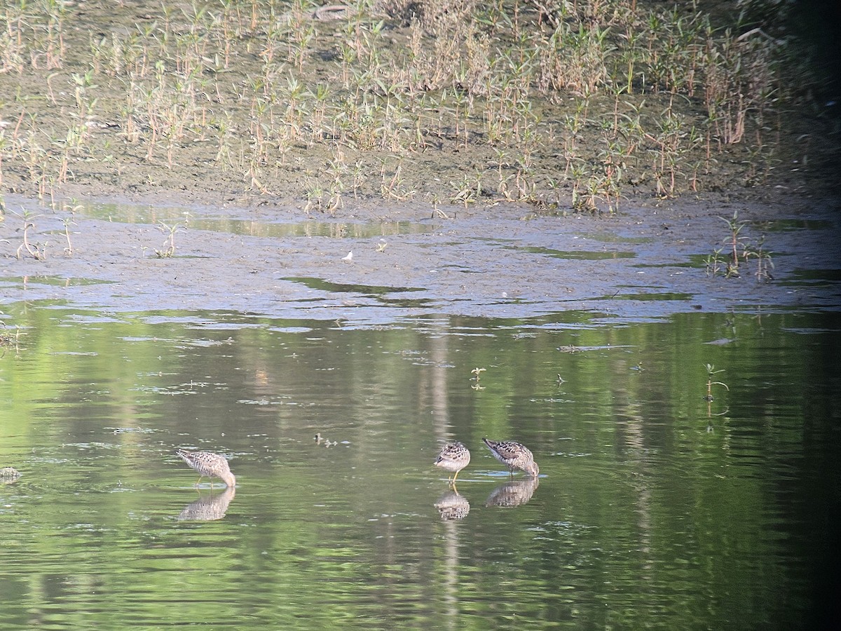 Stilt Sandpiper - ML638940704