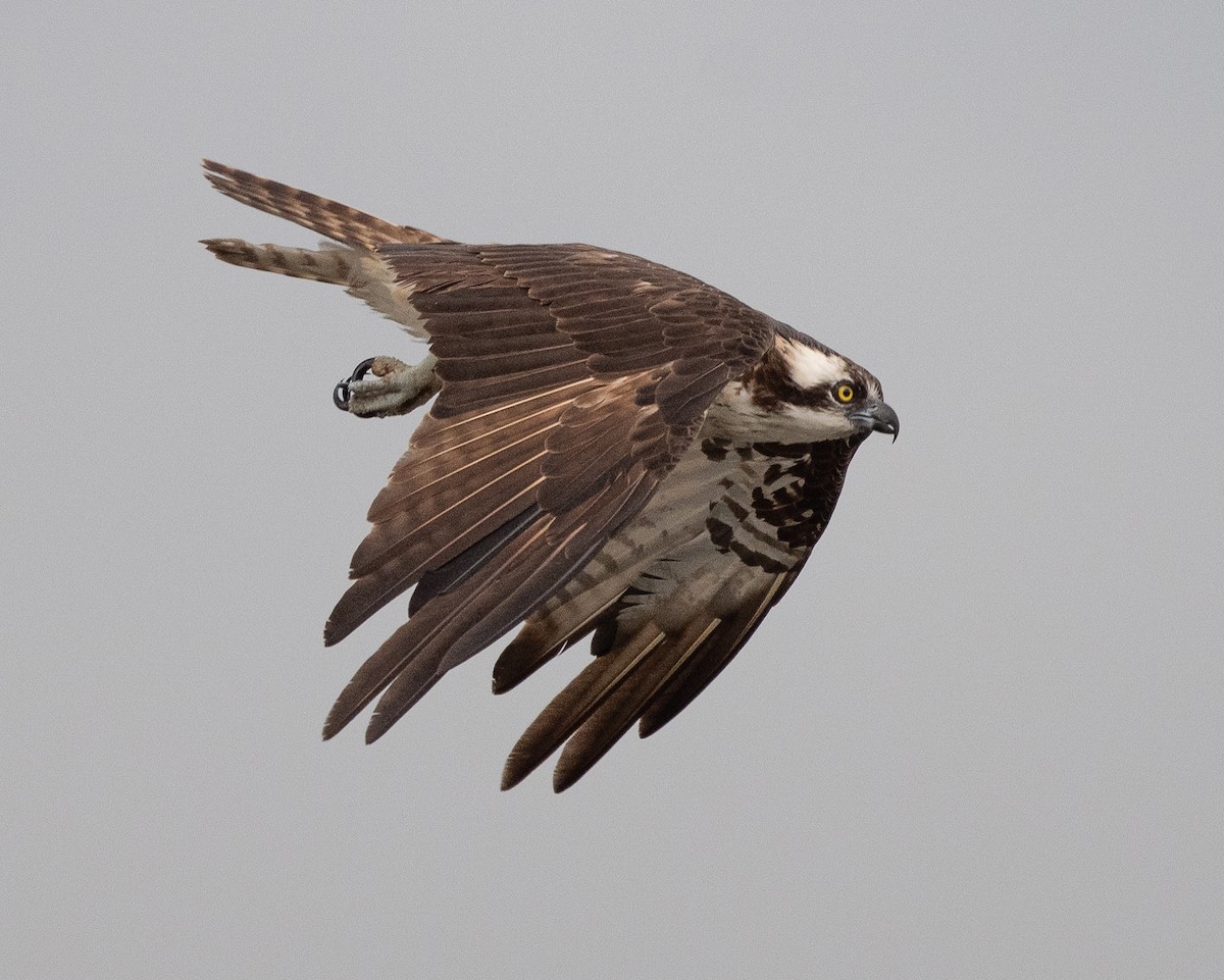 Osprey - ML638940707