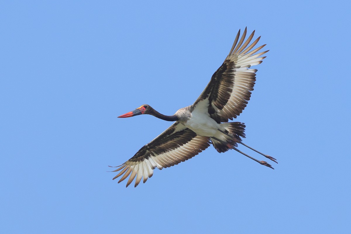 Saddle-billed Stork - ML638940714