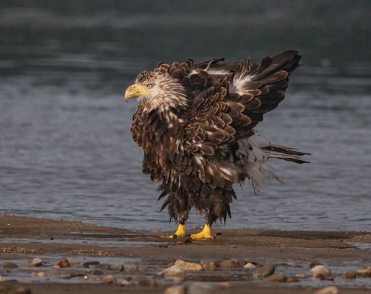 Bald Eagle - ML638940717