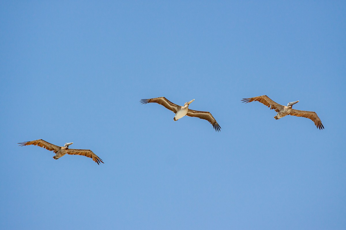 Brown Pelican (Southern) - ML638940720
