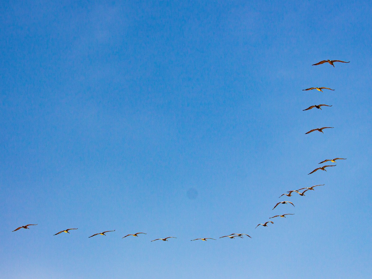 Brown Pelican (Southern) - ML638940721