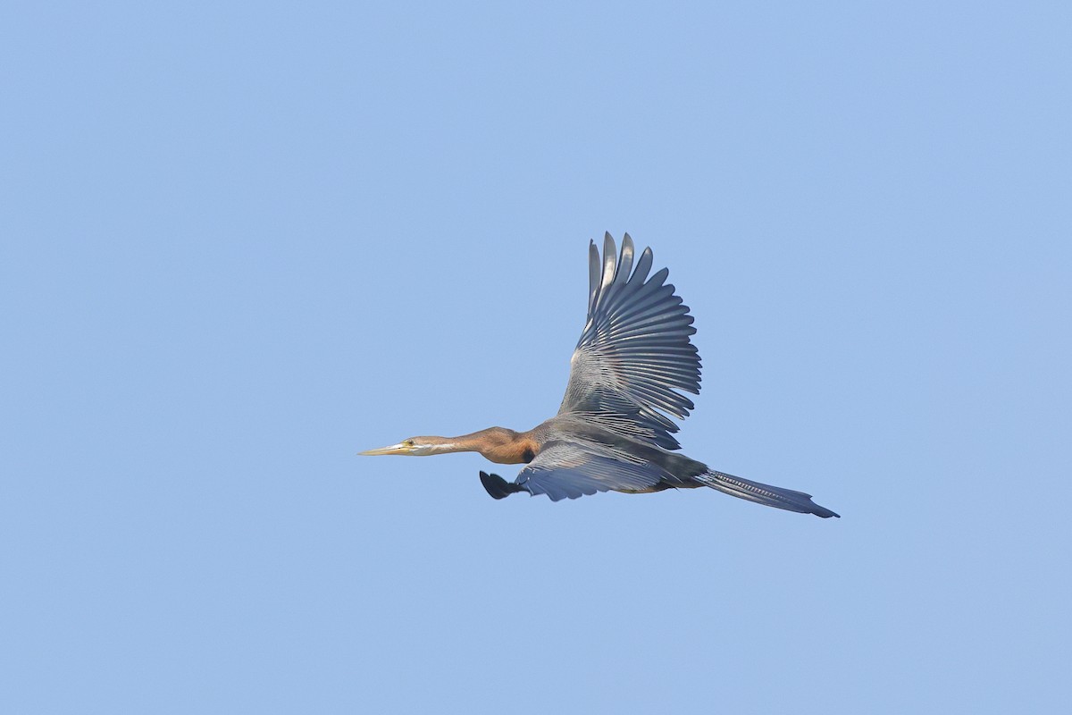 African Darter - ML638940725