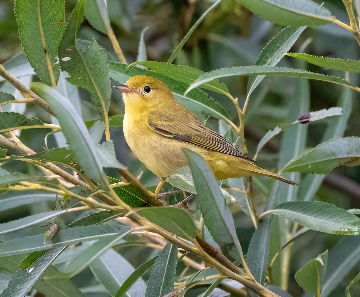 Yellow Warbler - ML638940732