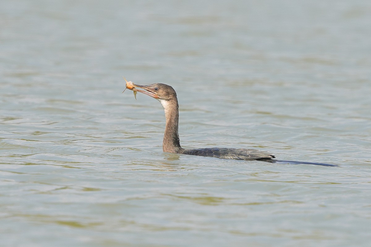 Reed Cormorant - ML638940733