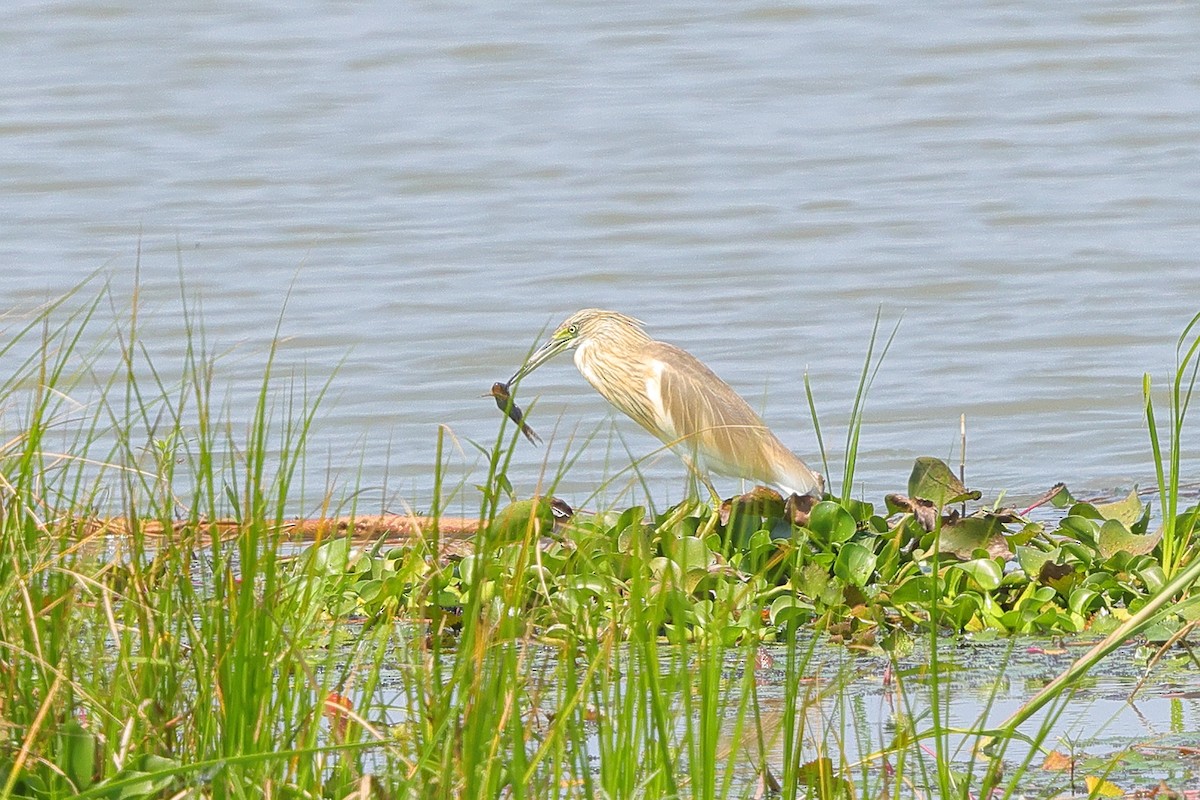 Squacco Heron - ML638940741