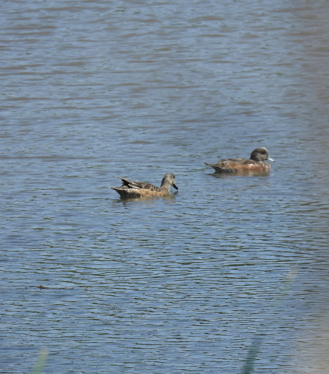 American Wigeon - ML638940744