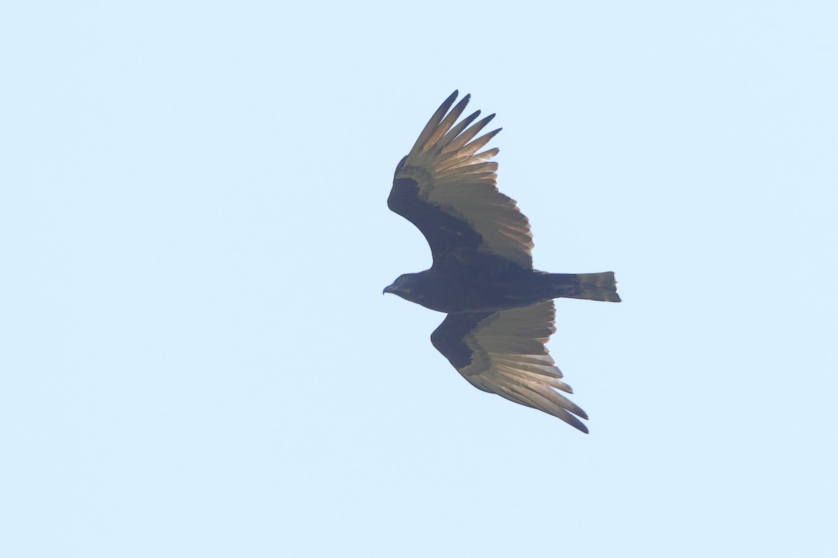 Brown Snake-Eagle - ML638940757