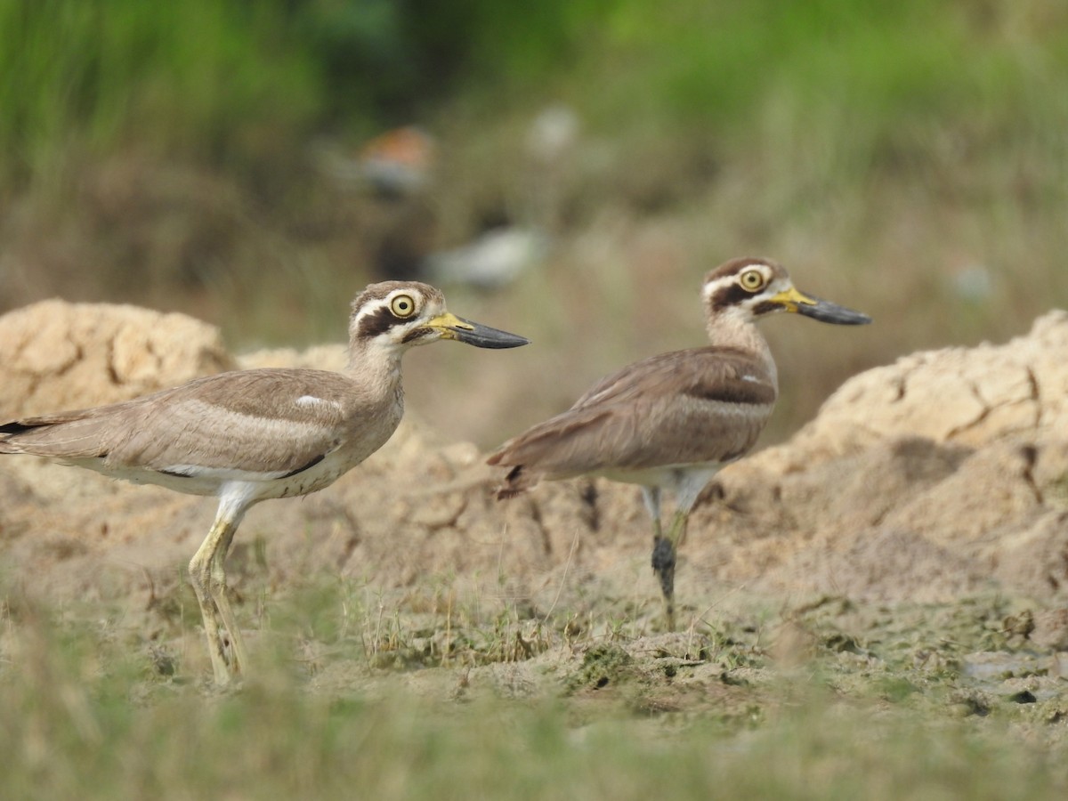 Great Thick-knee - ML638940770