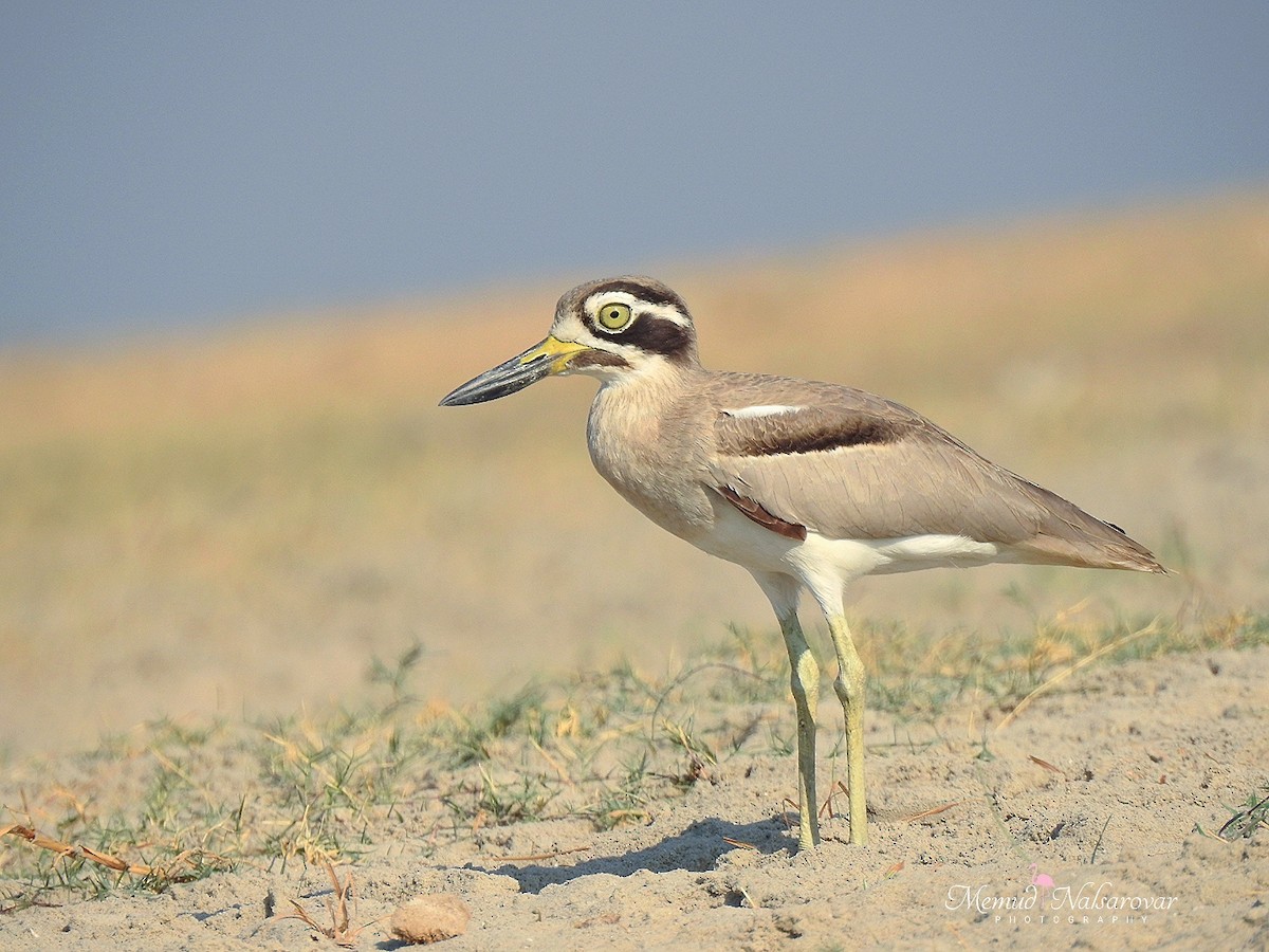 Great Thick-knee - ML638940780