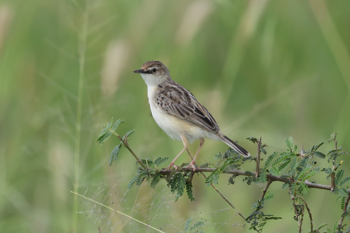 Desert Cisticola - ML638940848