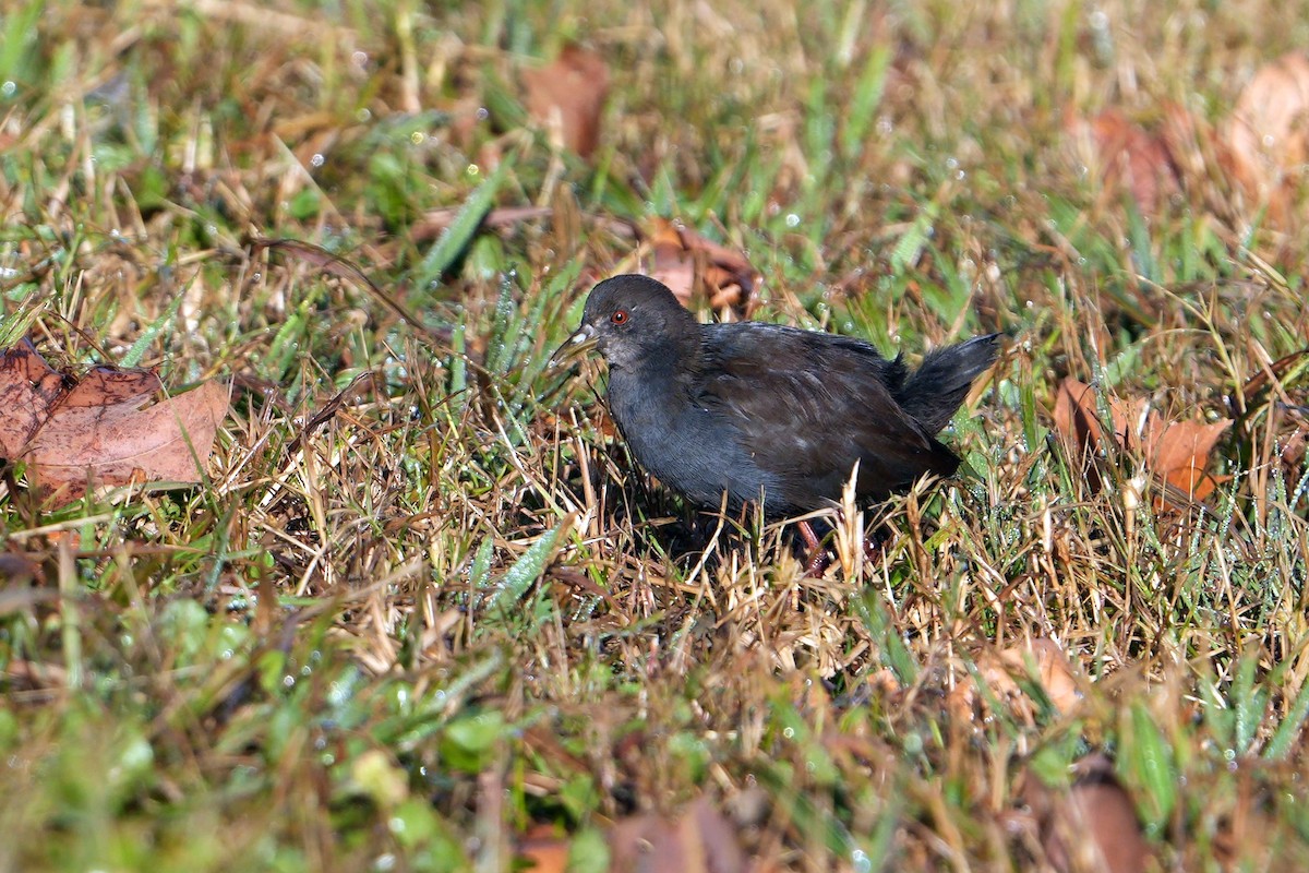 Black Crake - ML638940858