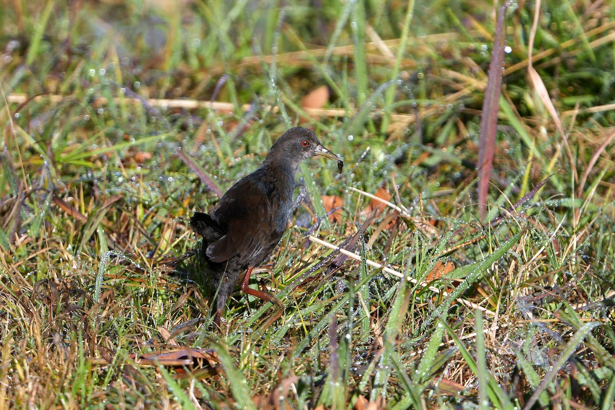 Black Crake - ML638940859
