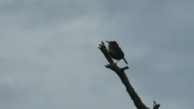Carolina Wren - ML638940863