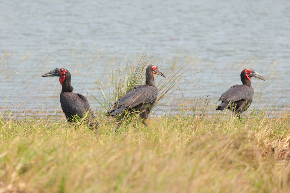 Southern Ground-Hornbill - ML638940867