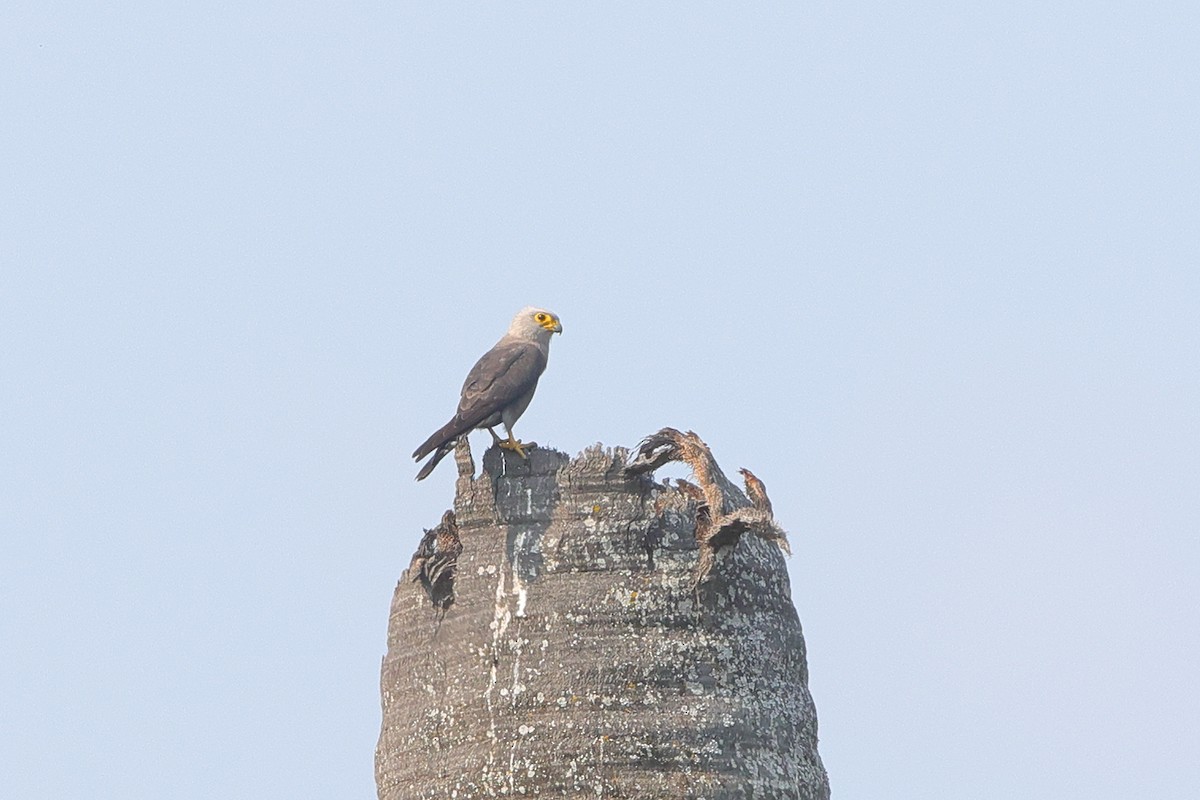 Dickinson's Kestrel - ML638940883