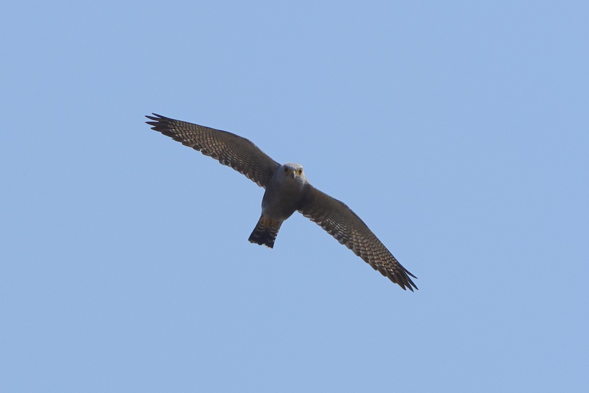 Dickinson's Kestrel - ML638940884