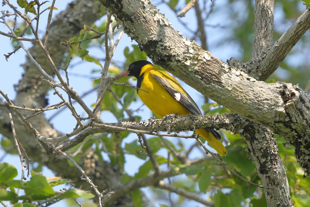 African Black-headed Oriole - ML638940895