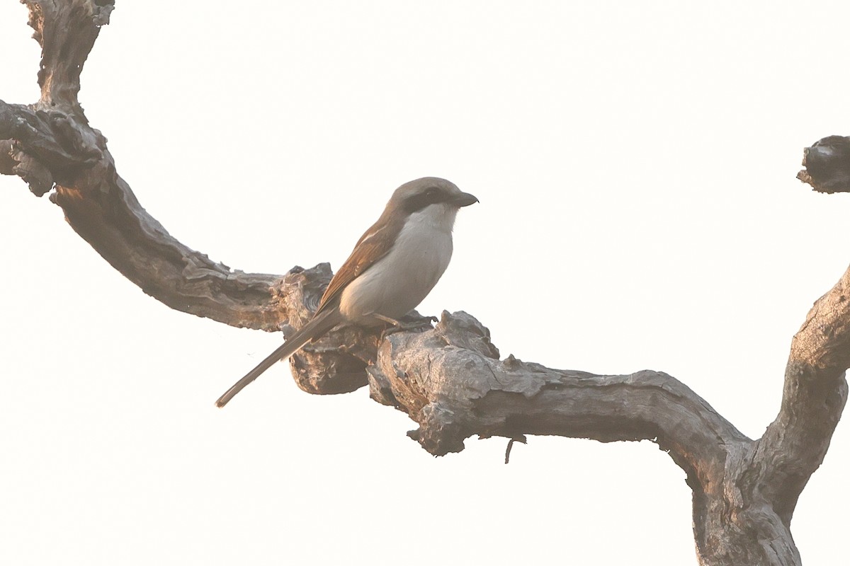Souza's Shrike - ML638940901