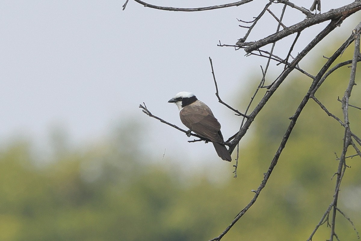 White-rumped Shrike - ML638940903