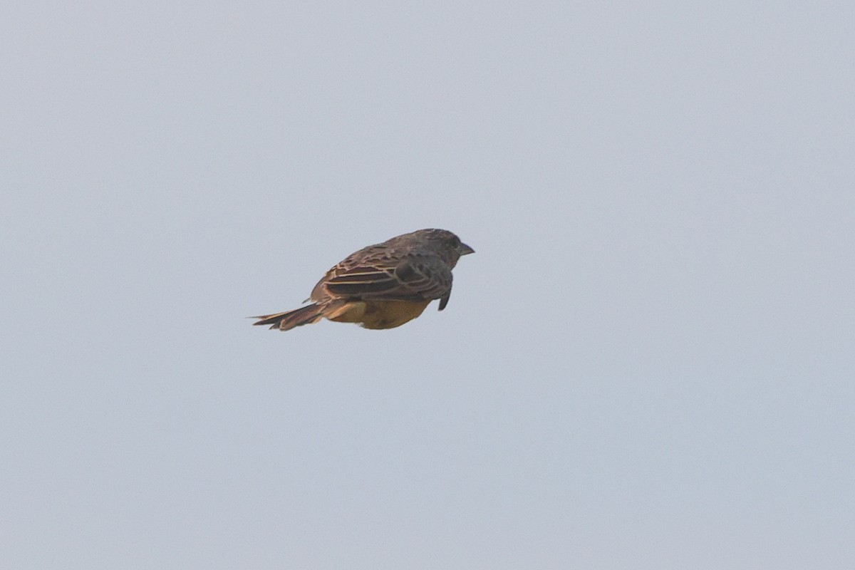 Flappet Lark - ML638940912