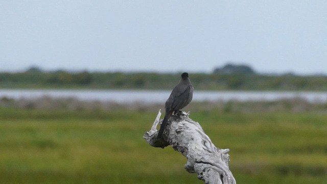 Gray Catbird - ML638940988