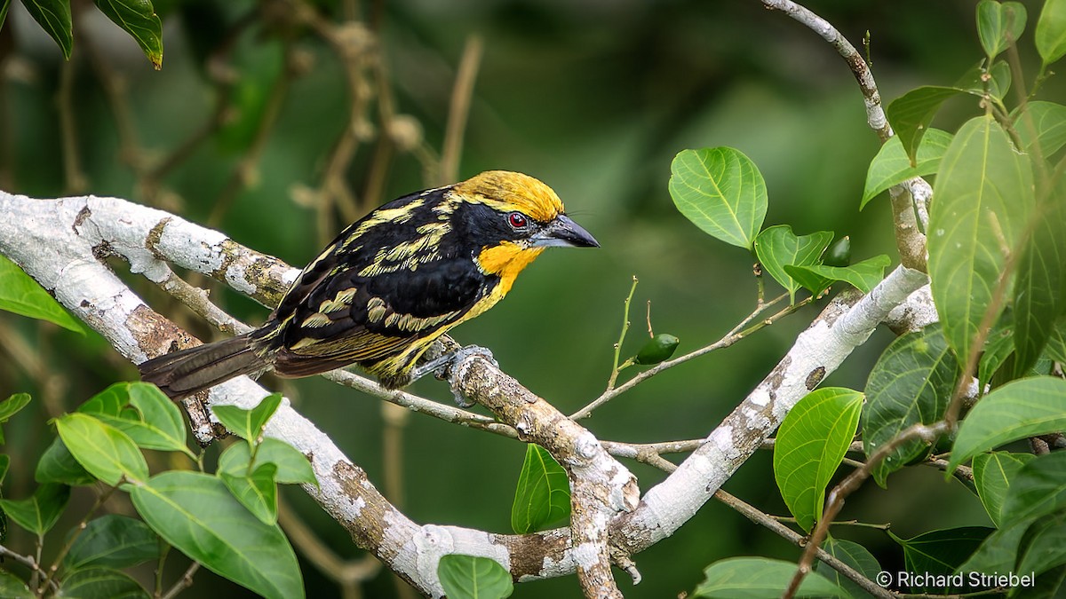 Gilded Barbet - ML638941047