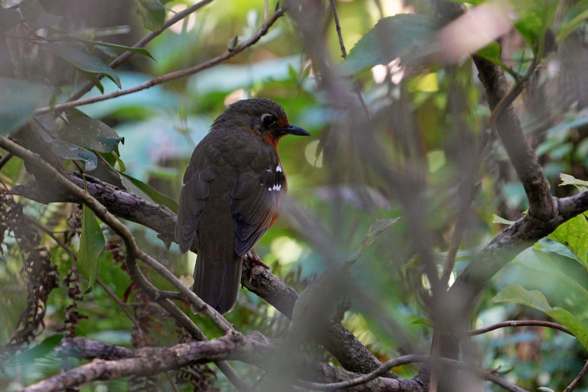 Orange Ground-Thrush - ML638941065