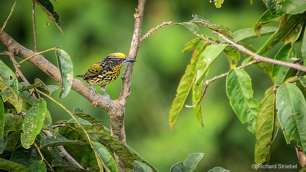 Gilded Barbet - ML638941088