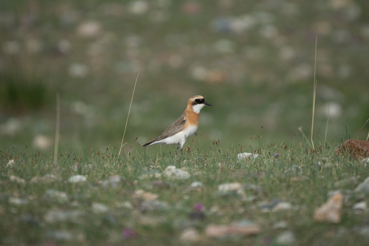 Tibetan Sand-Plover - ML638941092