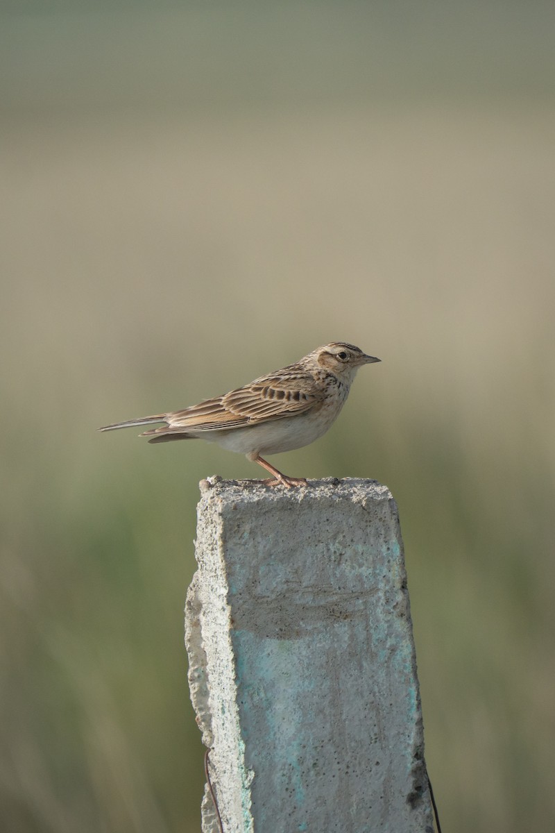 Oriental Skylark - ML638941096