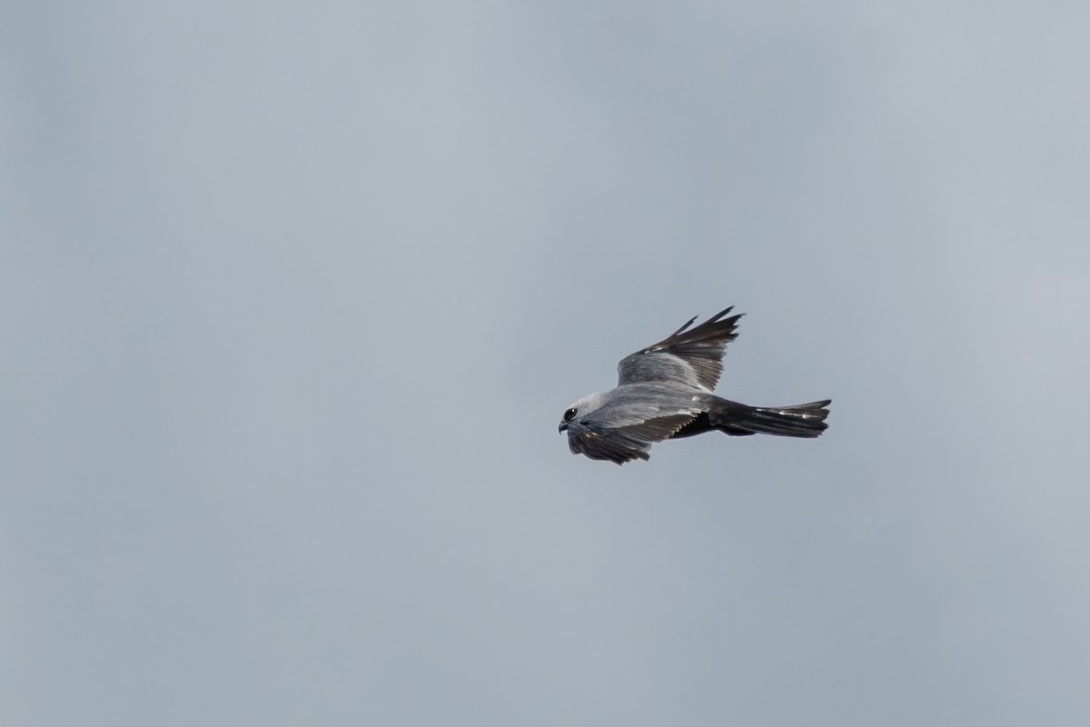 Mississippi Kite - ML638941097