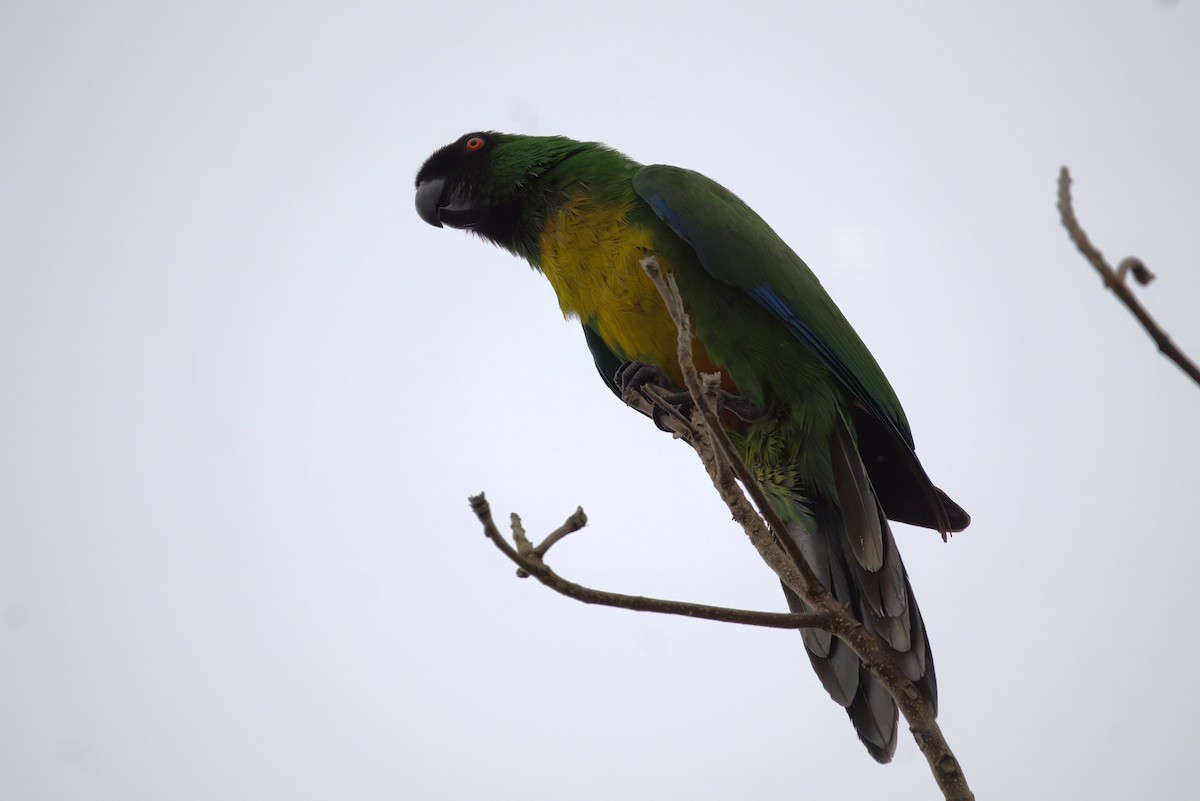Masked Shining-Parrot - ML638941098