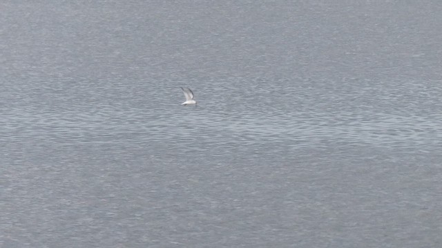Least Tern - ML638941101