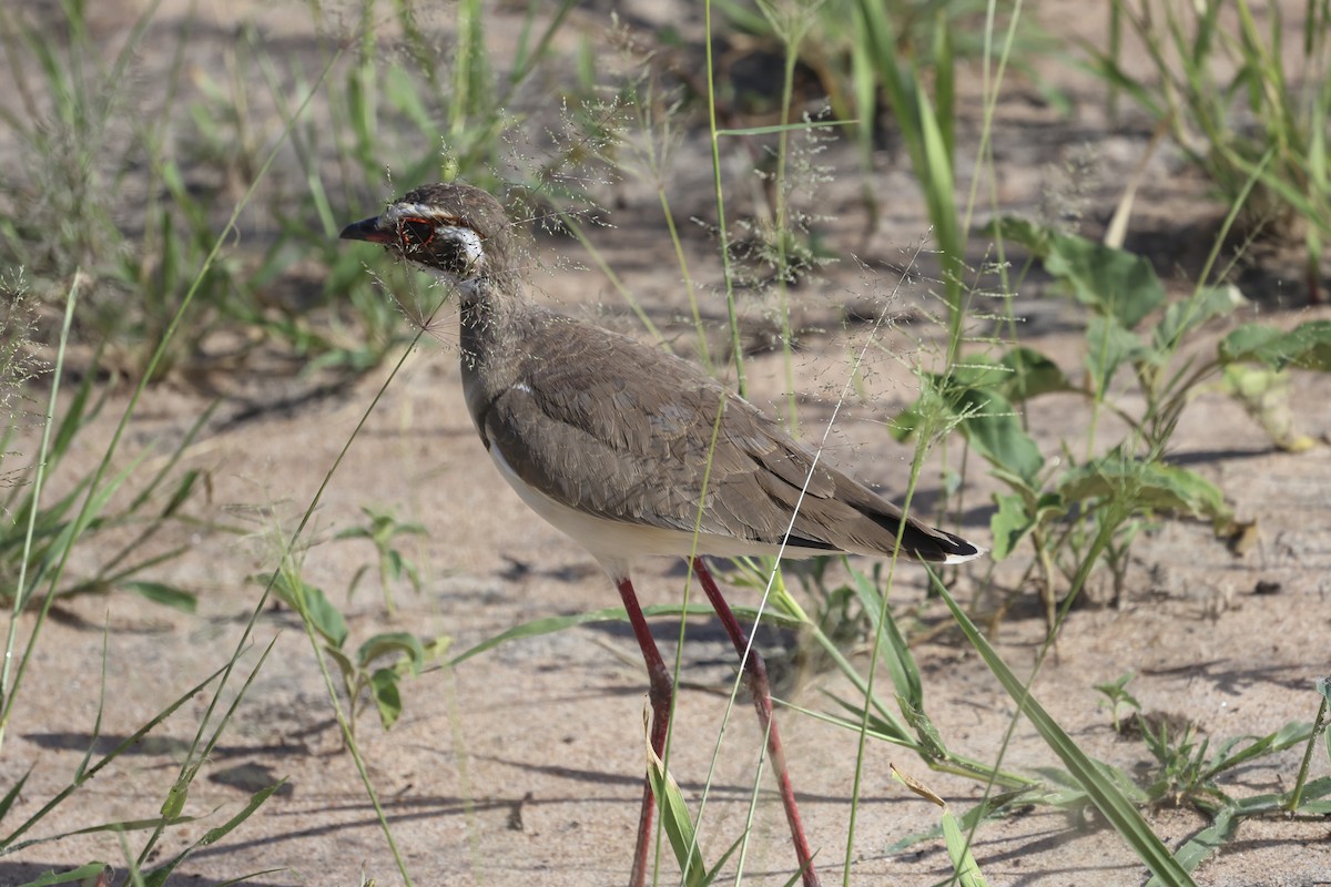 Bronze-winged Courser - ML638941102