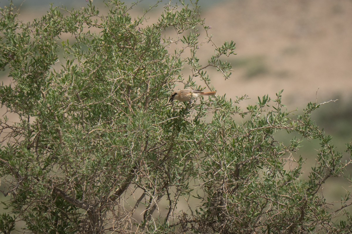 Alcaudón Isabel (arenarius/tsaidamensis) - ML638941126