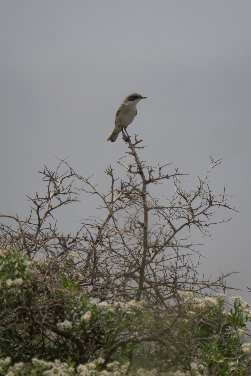 Lesser Whitethroat (Desert/Gansu) - Shuangqi Liu