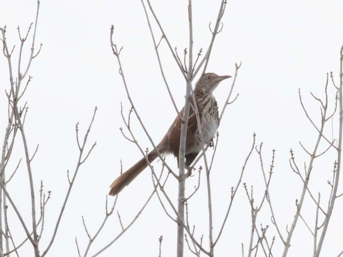Brown Thrasher - ML638941151